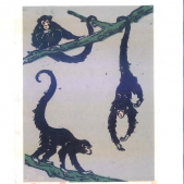 Slingerapen, 15-20 cm, 2006