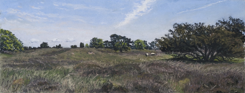 Drouwense Hei, Drenthe, 2014