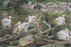 Artis, Pelikanen en aalscholvers, 2014