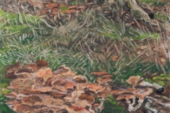 Vorden, bos, 2015